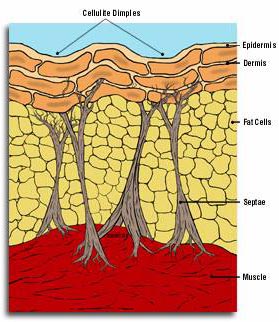 celluliteclear